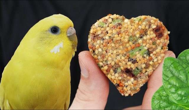 en-iyi-muhabbet-kusu-yemi-markasi-tavsiyesi